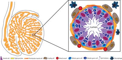 Sertoli Cell Immune Regulation: A Double-Edged Sword